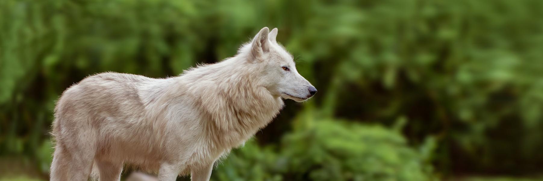 eWhitewolf❄🐺's banner