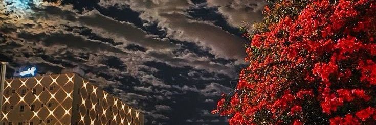 دجلة البوهيار's banner