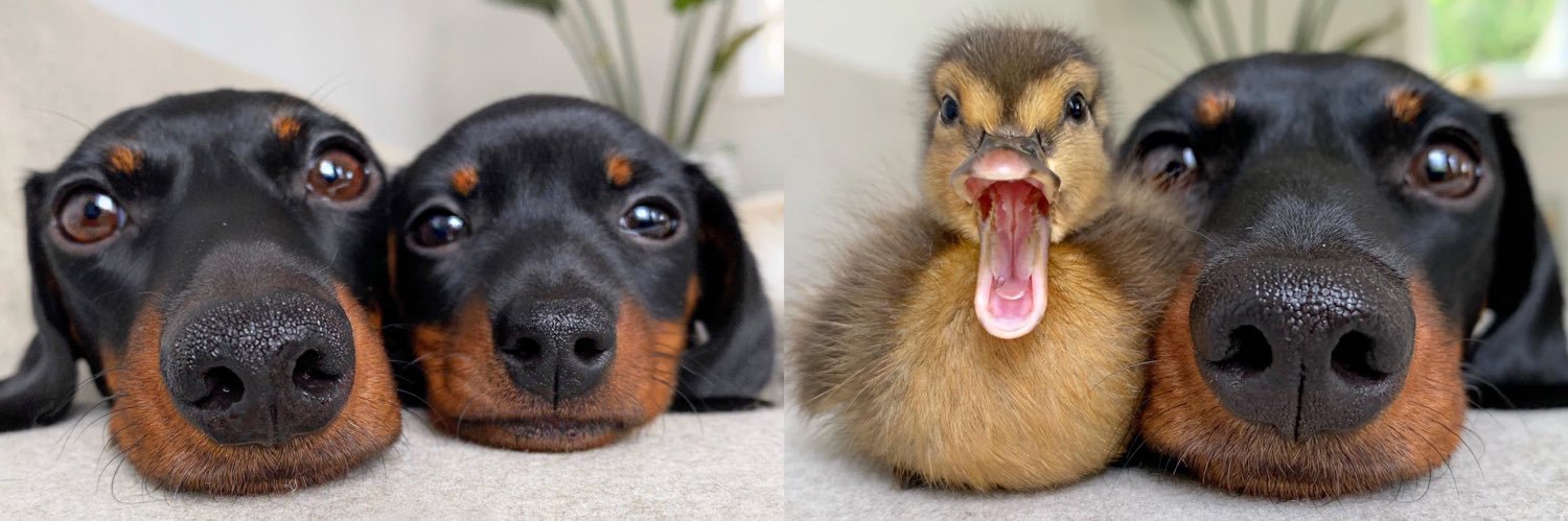 loulouminidachshund's banner