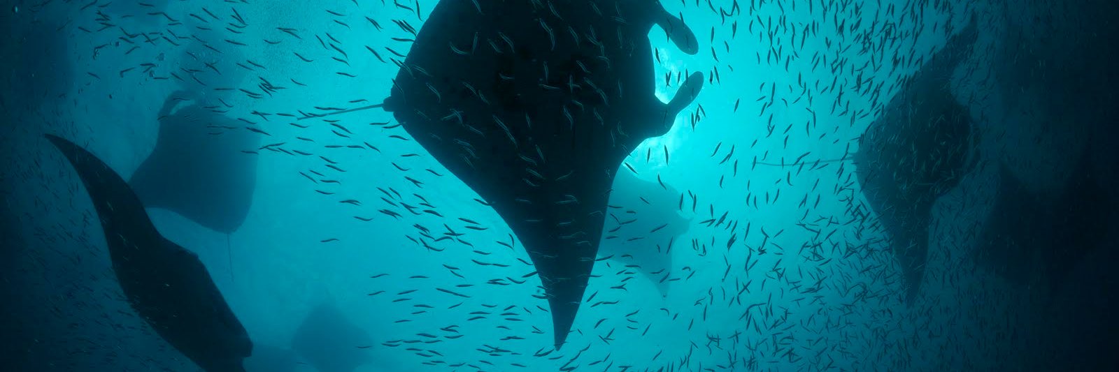 Manta Trust's banner
