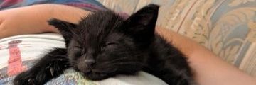 Zuffie's banner