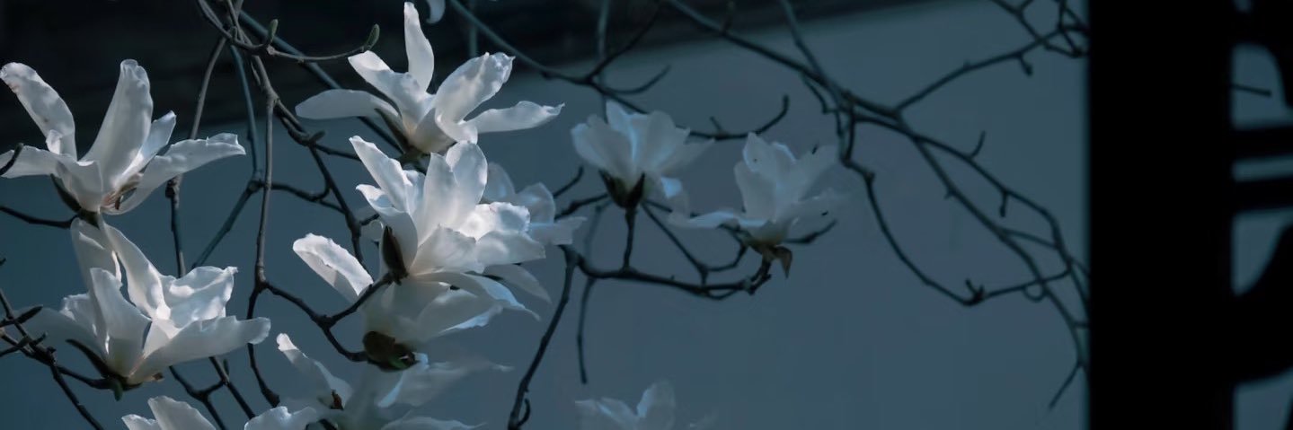 栖冷's banner