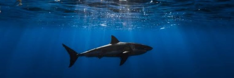 SharkTNK's banner