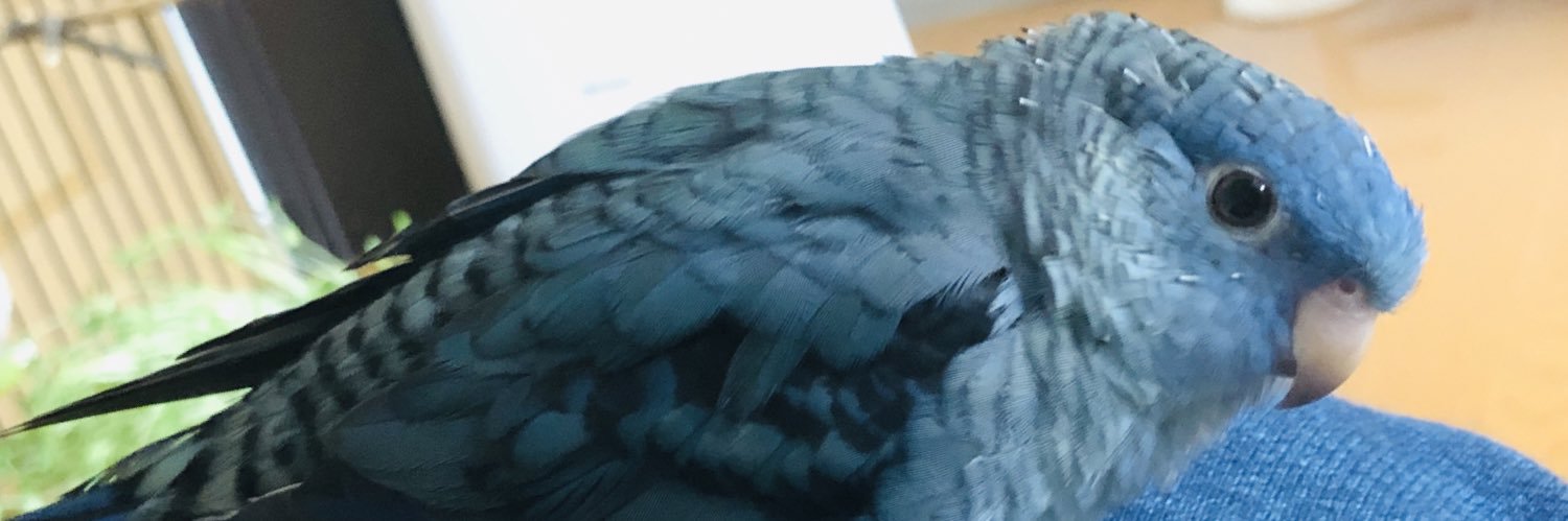 こんぱるさん-サザナミインコ's banner