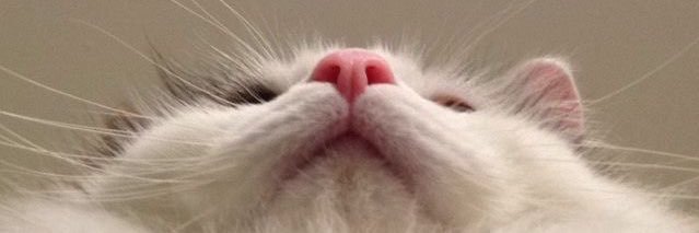 beyy_____'s banner
