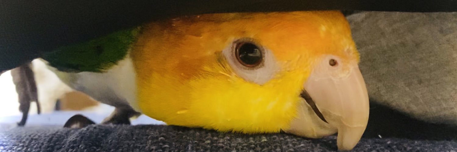 こばと's banner
