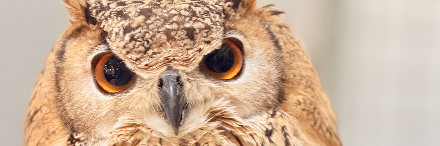 フクロウのくろあめちゃん's banner