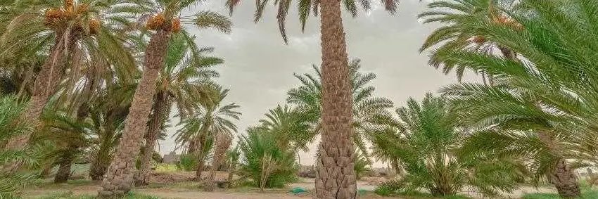 عوض بن حمد's banner