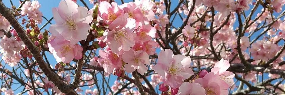 笹生あすか's banner