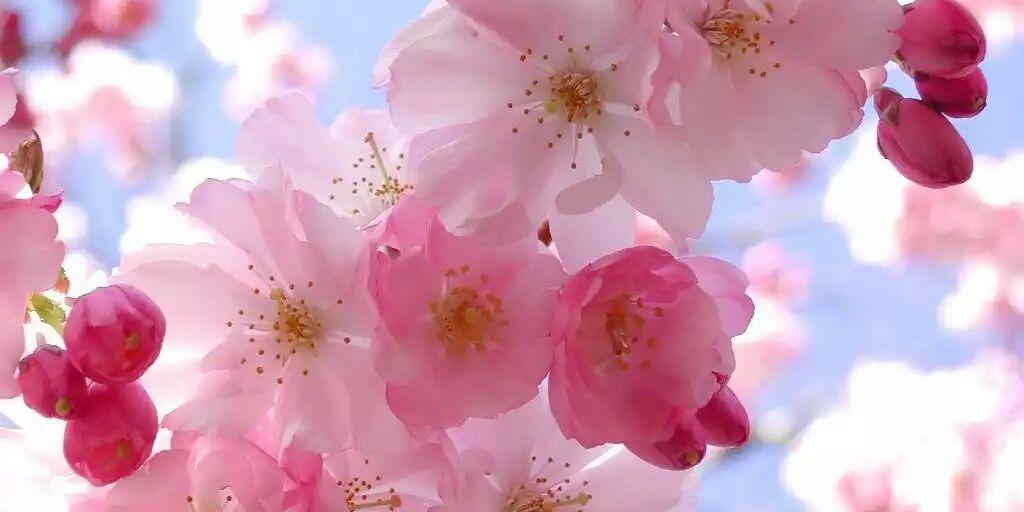Tony🌸's banner