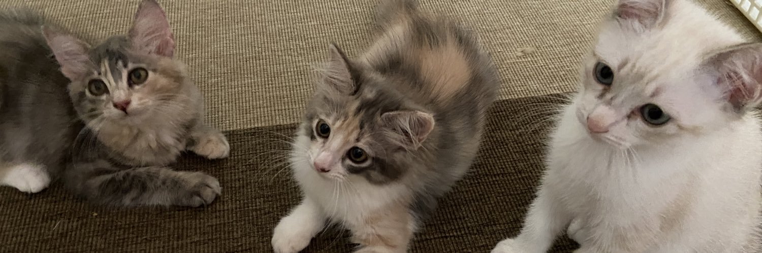 good meowning 🐈's banner