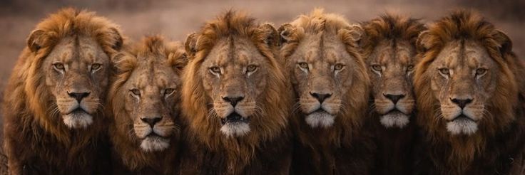 عالم الحيوان's banner