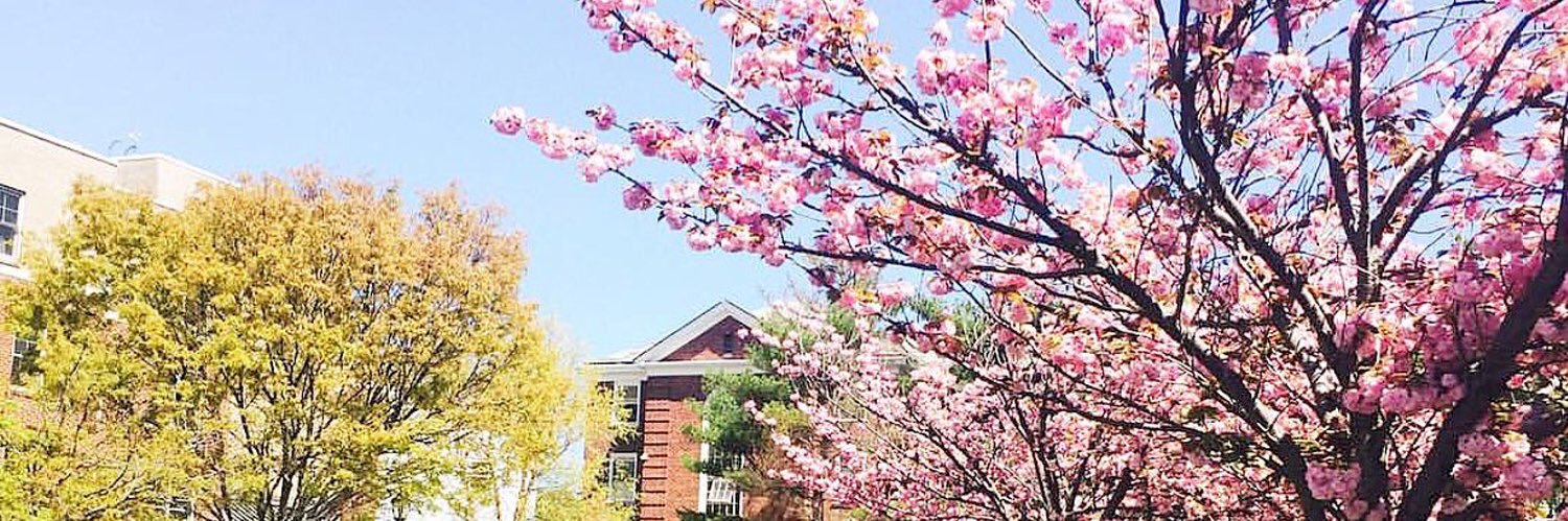 Alia 🌸's banner