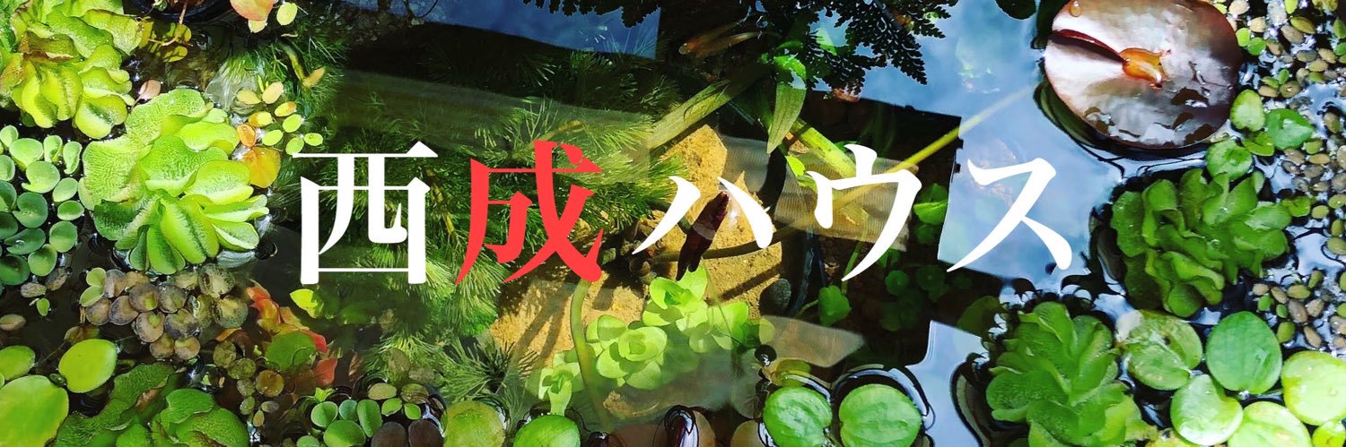 千葉公平🪴よしもと新喜劇🪴's banner