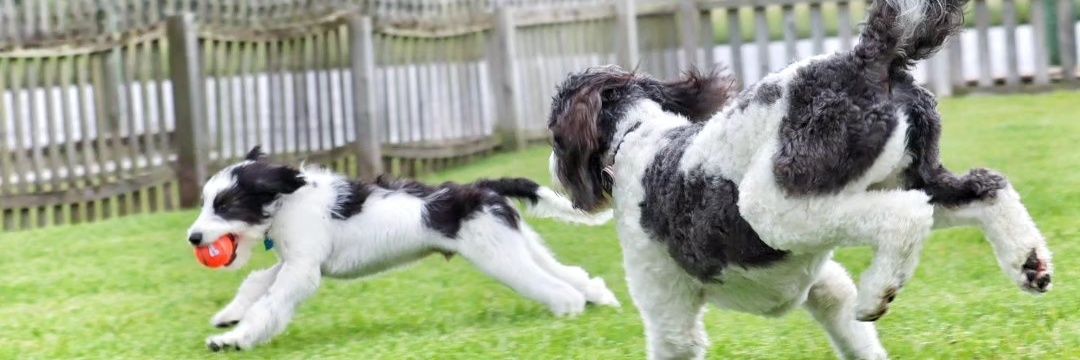 MooseTheCreekDog's banner
