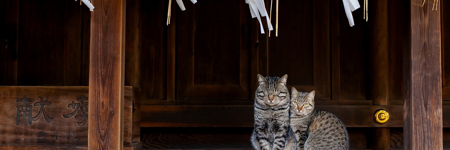 猫写真家 森永健一｜Comedy Pet Photo Awards 2022 日本人初の一位's banner