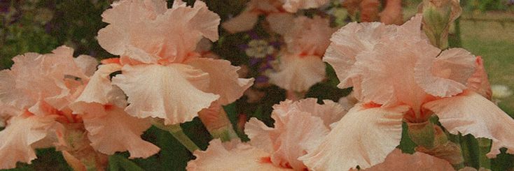 lani's banner