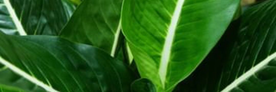 situkangayap's banner