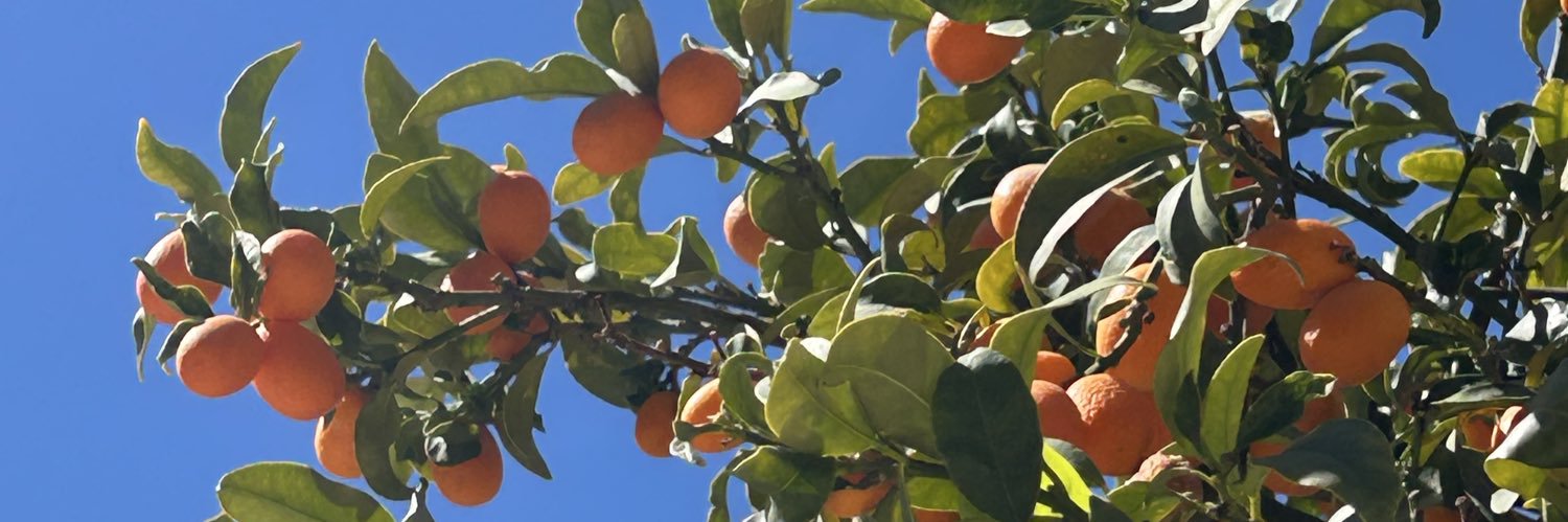 ana🌿's banner