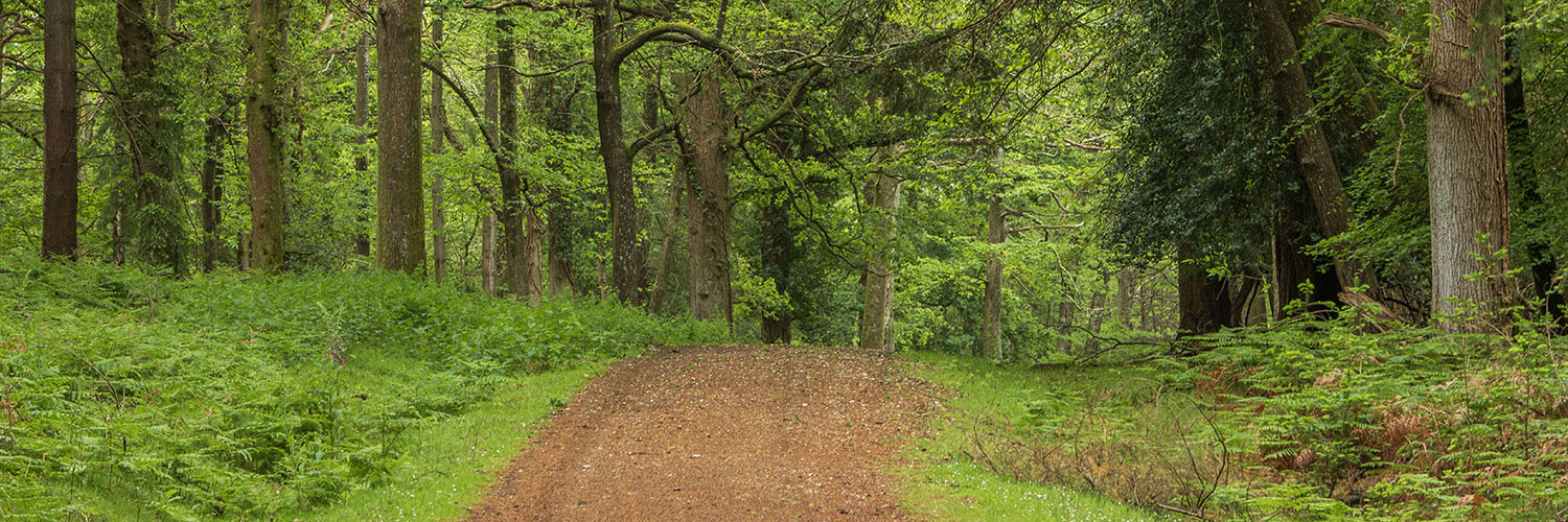 The New Forest - Forestry England's banner