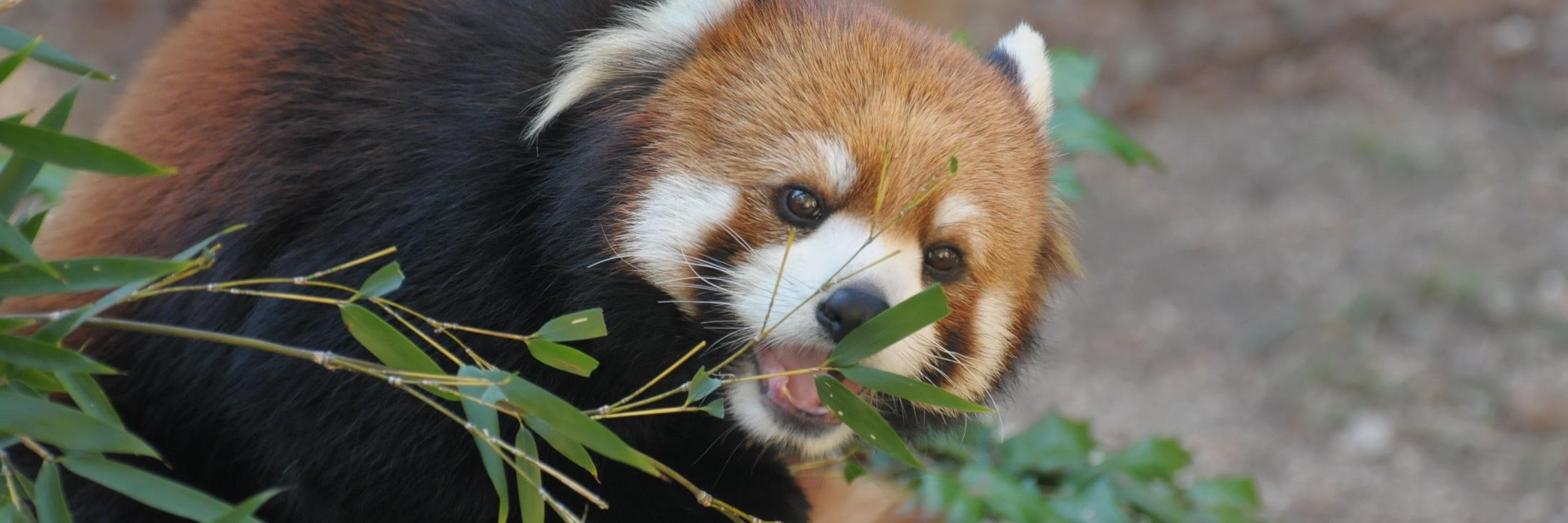 高知県立のいち動物公園【公式】's banner