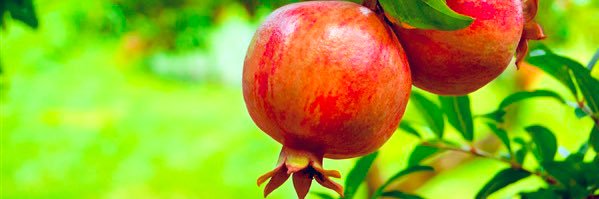 عشقي الزراعة's banner