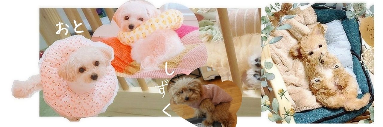 🍃おとＯＴＯ🌱🌿🐾's banner