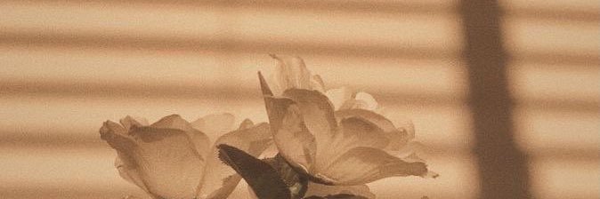 Larissa's banner