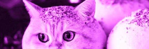 spoofymaru 🌟's banner