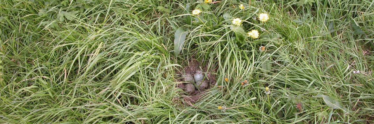 The Irish Breeding Curlew EIP's banner