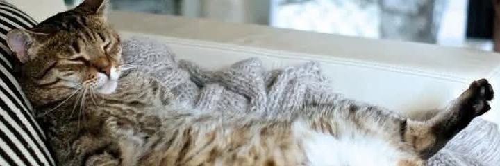 Котяра-Санкт-Петербург-A cat from St. Petersburg's banner