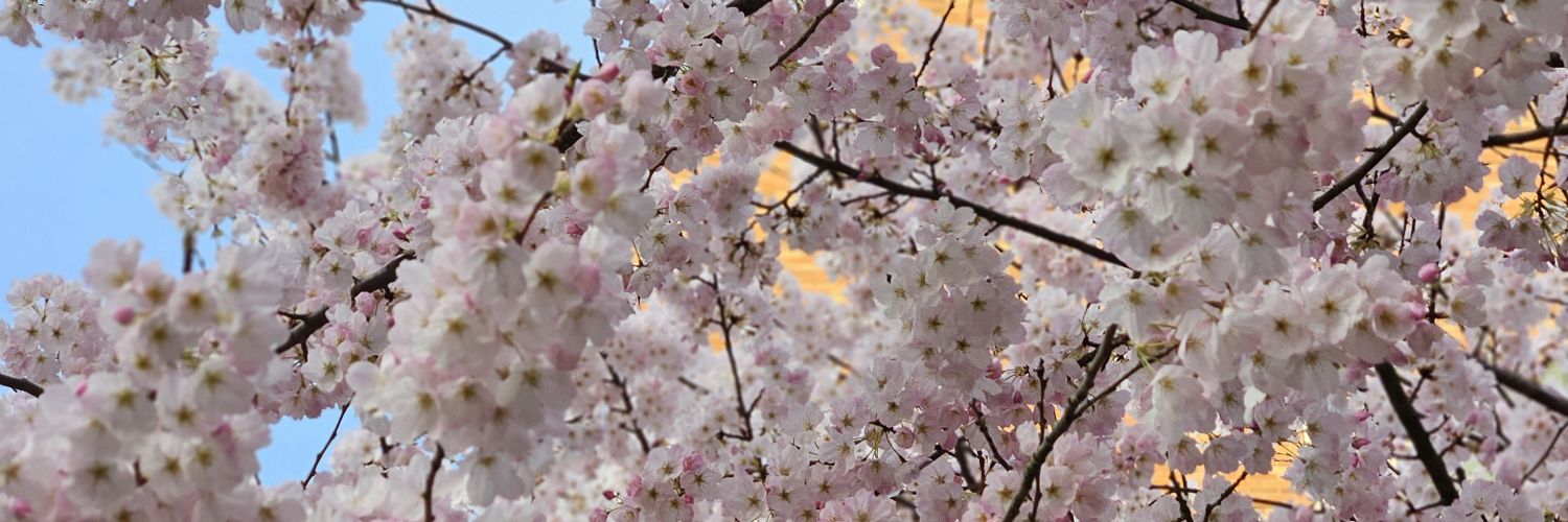 Bun🌸's banner