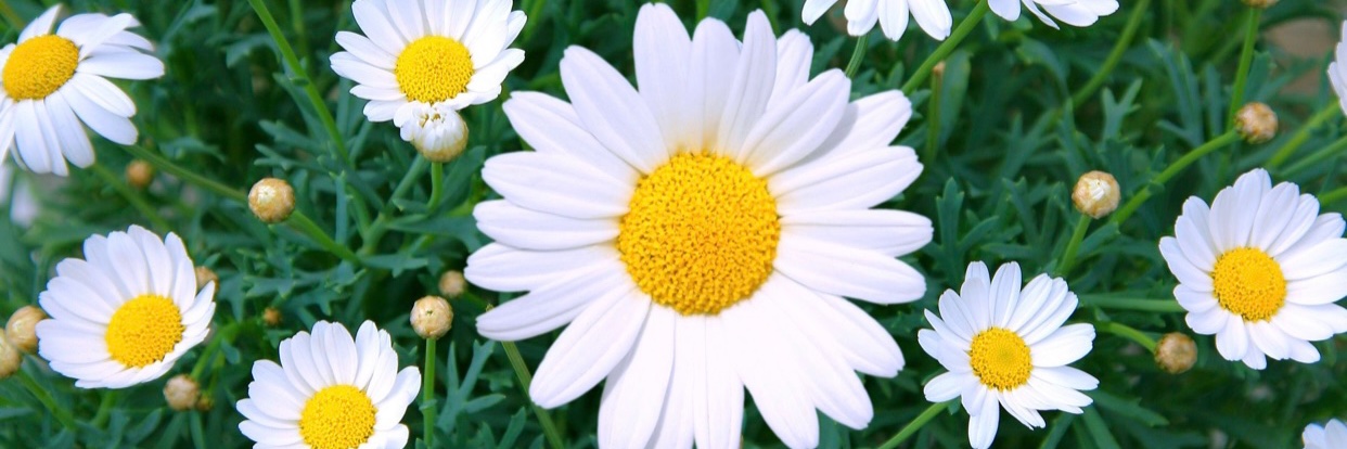 missdaisyp's banner
