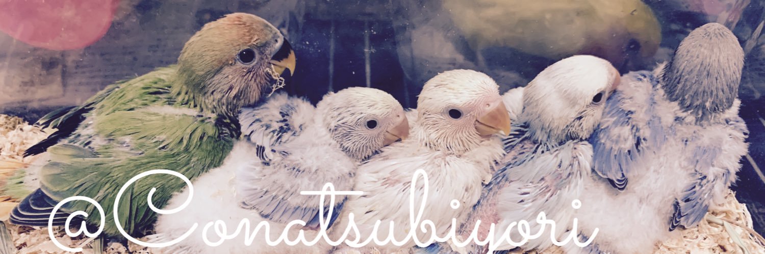 Bird Farm 小夏日和(里親様募集中)'s banner