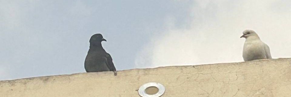 إبراهيم المنوفي's banner