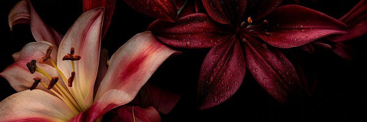 ainhoa's banner