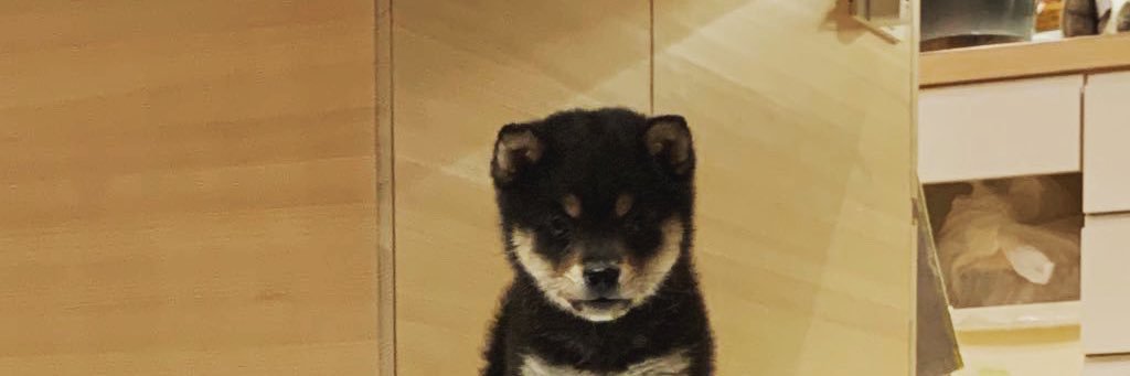 黒柴ロク's banner
