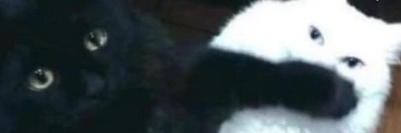 ●------×------○'s banner