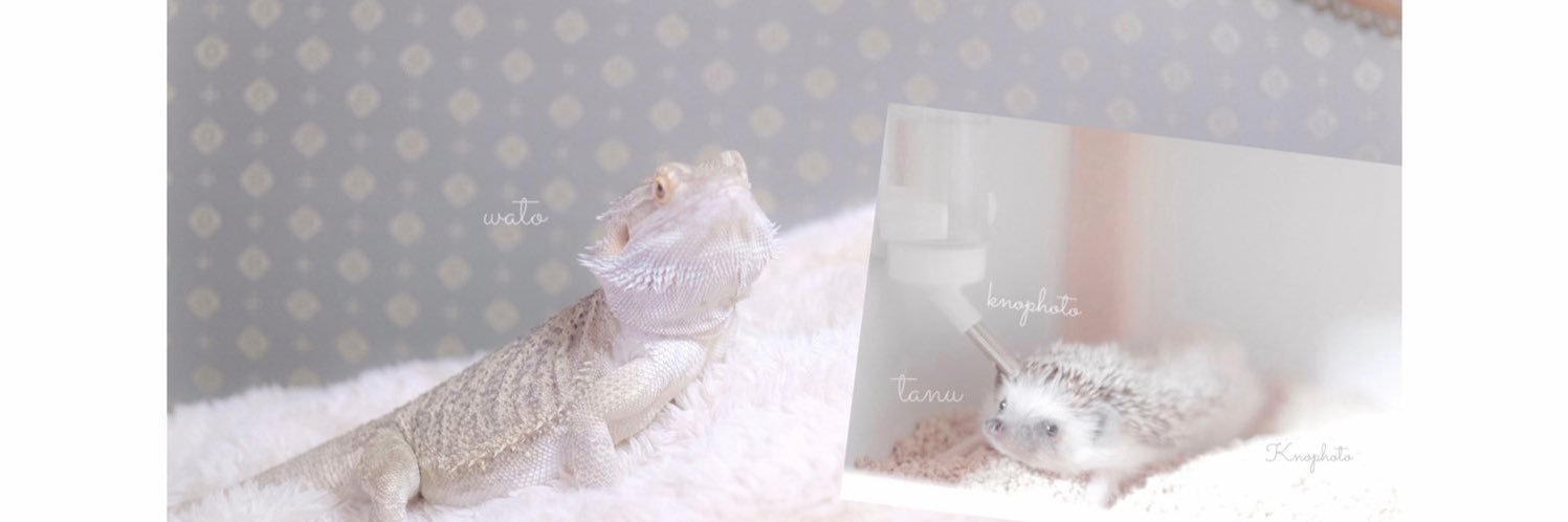 _t's banner