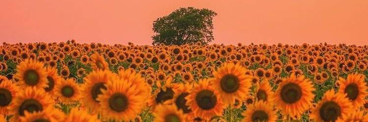 EDOARDO STAN ACCOUNT's banner