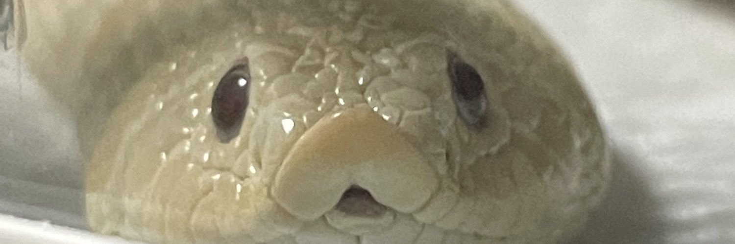 いずみ's banner