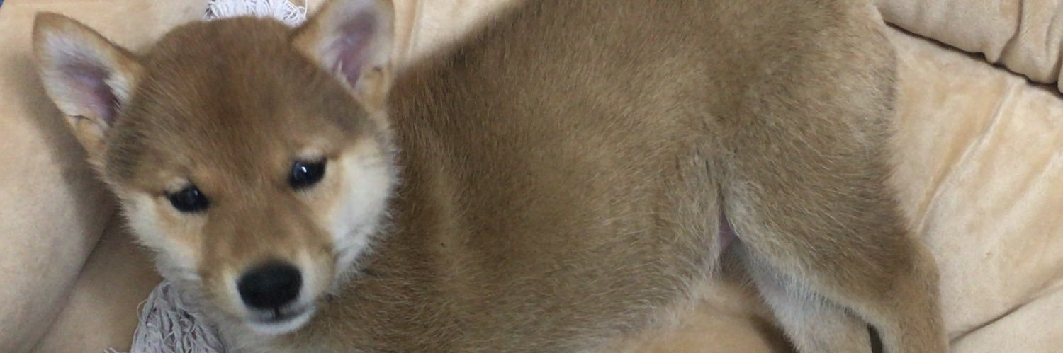 柴犬ひなたさん's banner