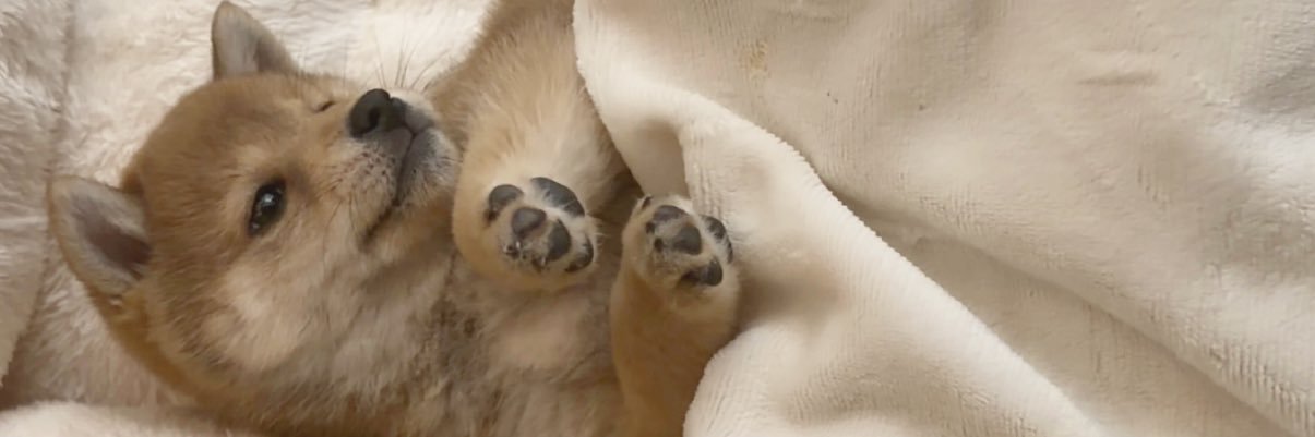 えるぴ's banner