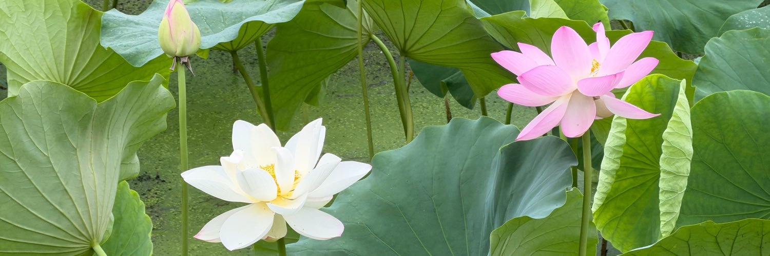 とらい's banner
