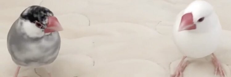 ぱる(*'▽'*)るい&いぶうぶ💕's banner