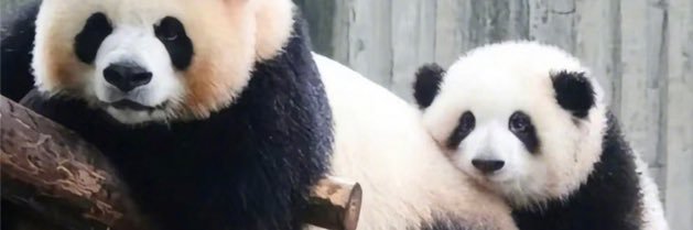 Panda's banner