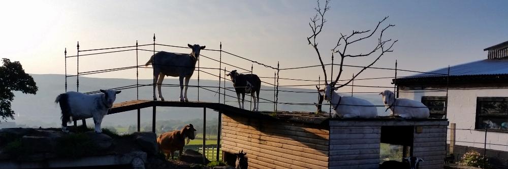 Bleakholt sanctuary farm and small animals.'s banner