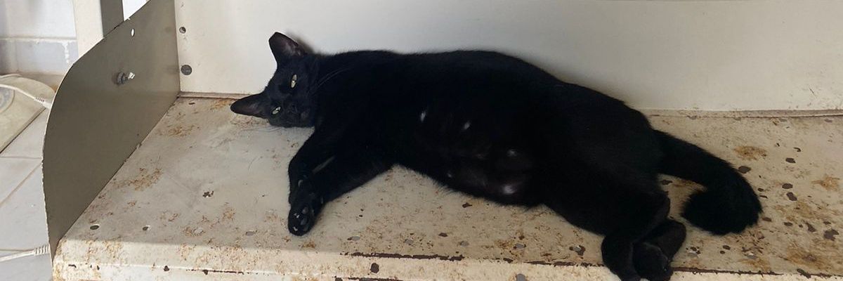 Porque isso está na minha galeria ???'s banner