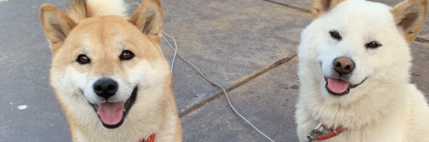 柴犬みかんと白柴Q太郎と佐藤さん's banner
