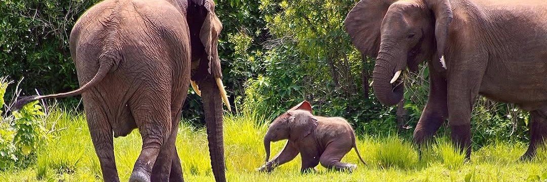 Wildfriends Africa's banner